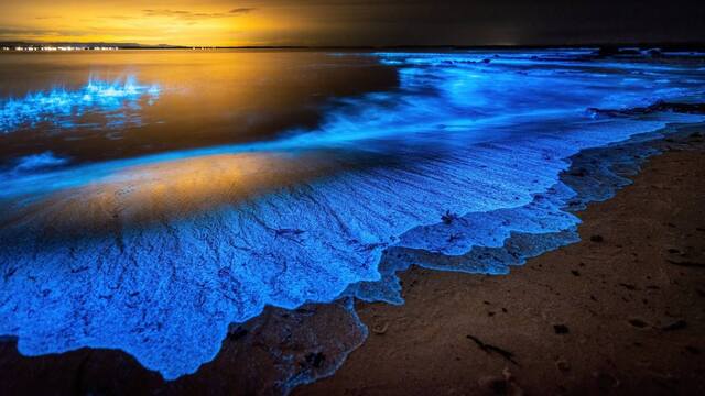 Bioluminescence in Organisms: 7 Fakta Exclusive yang Menakjubkan